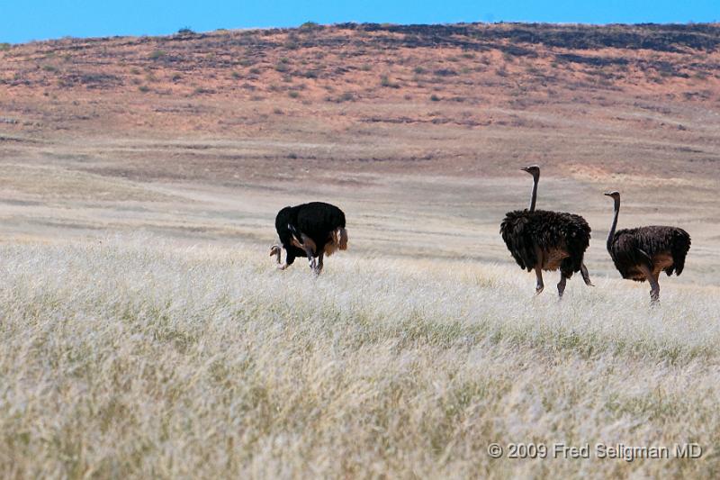 20090608_123033 D300 X1.jpg - Ostrich sighting in Northern Namibia